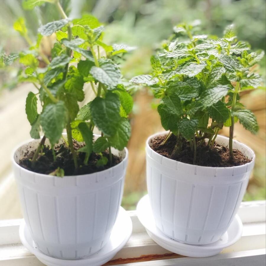 薄荷长得又细又长怎么剪枝,薄荷盆栽越长越细怎么回事