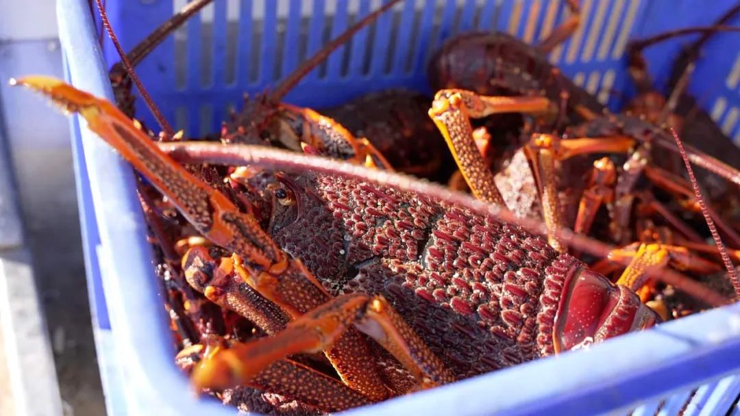 中澳经贸新闻最新消息,中澳最新贸易对话