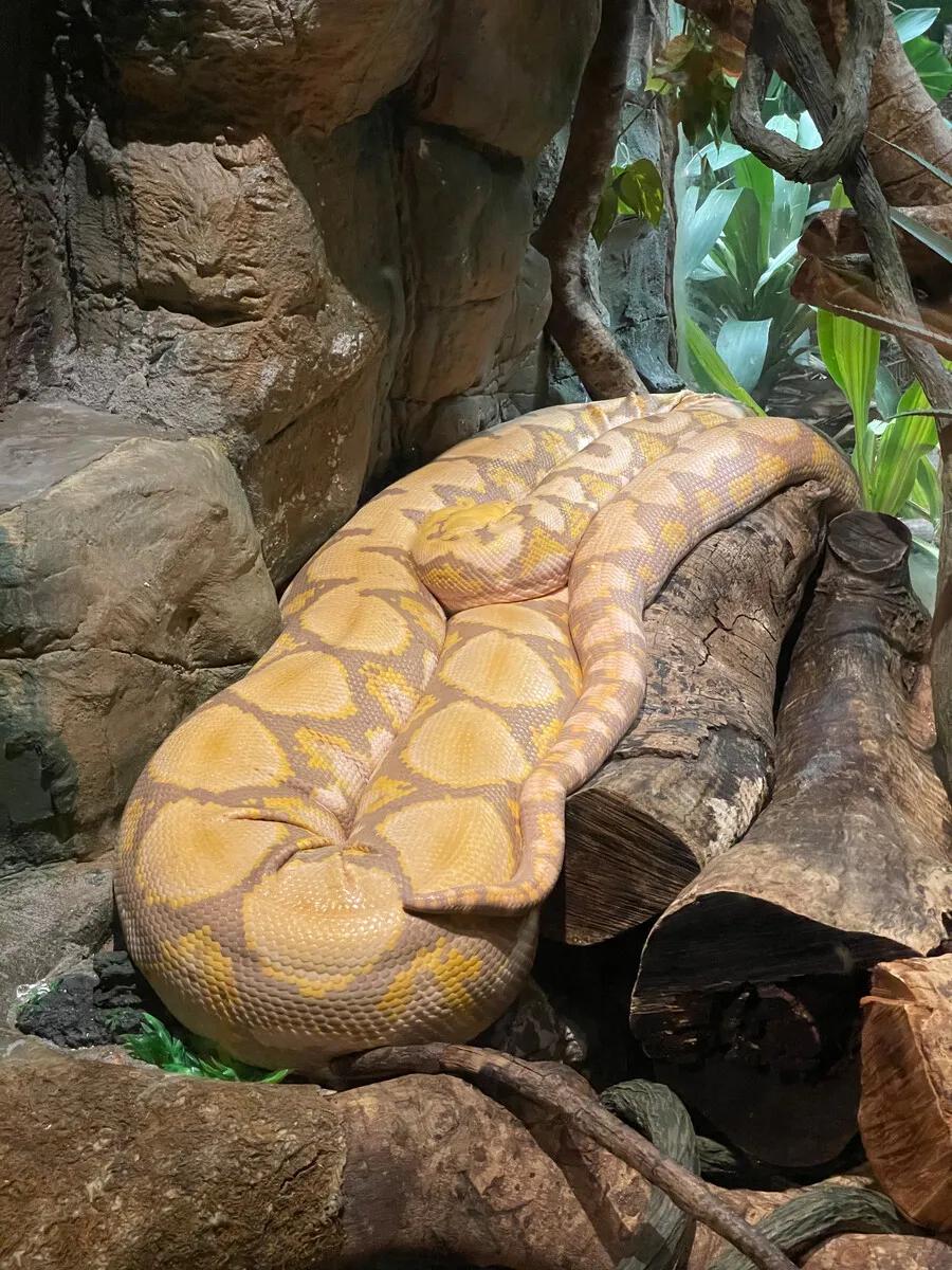 广州长隆野生动物园全部动物,广州长隆野生动物园所有动物介绍