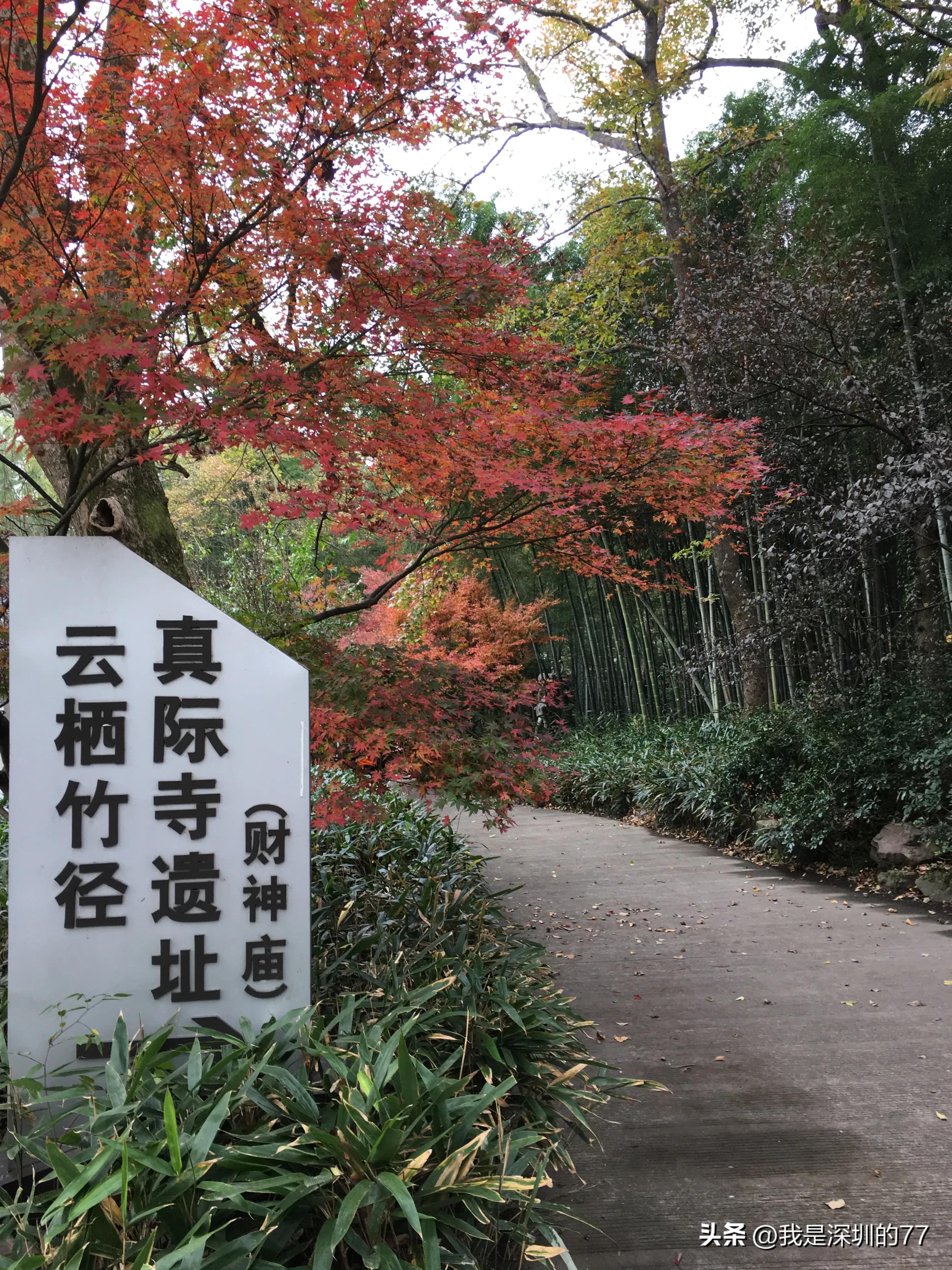 十一月，我在寻找杭州的秋天