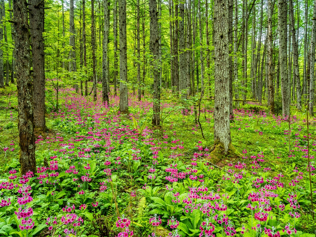 雅安熊猫生态公园地址,雅安芦山熊猫公园
