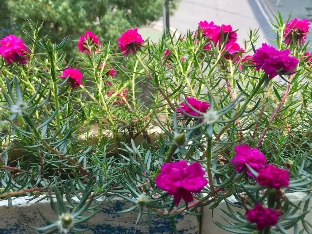 春天养什么花最漂亮也最好养,春天养什么花好看又实用