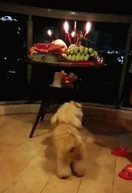 邻居门口放狮子我怎么破,邻居门口摆狮子我该怎么应对