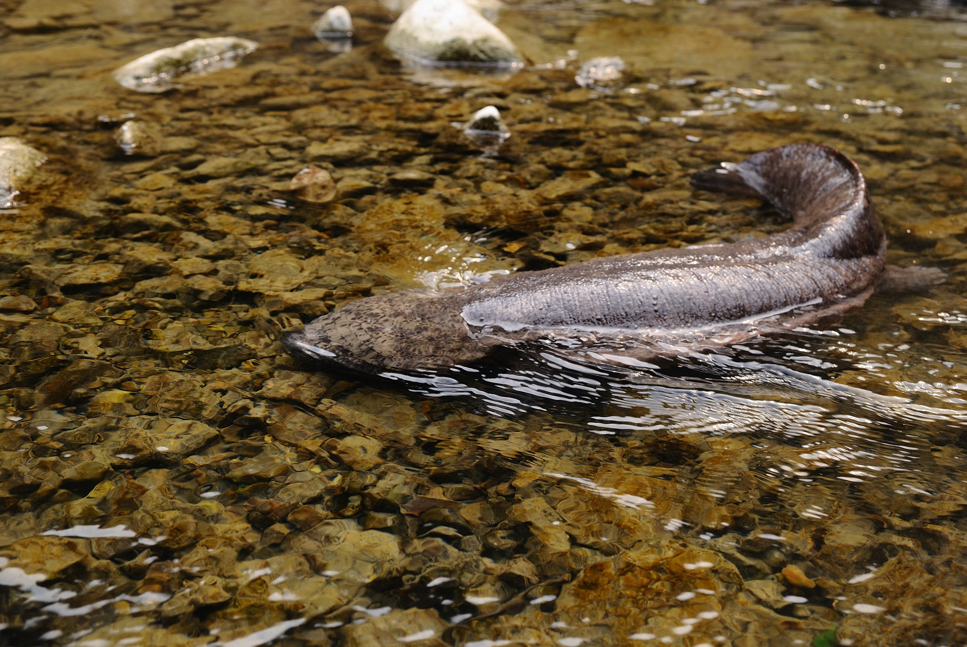 大鲵选育研究和病毒疫苗研发
