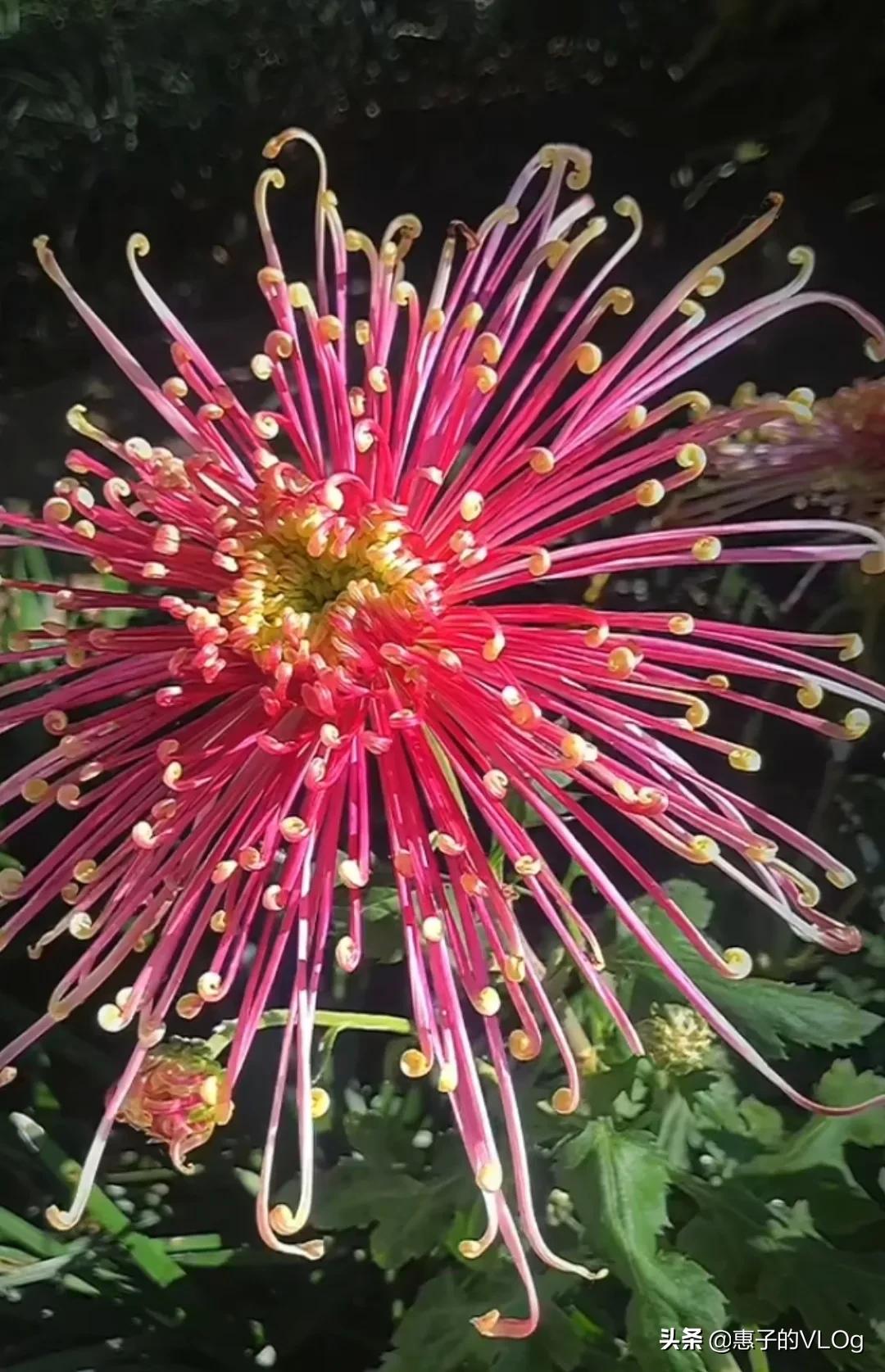 每朵花儿都有它盛开的意义,每一朵花开都有它的意义