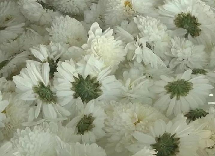 如何鉴别菊花茶的优劣呢,菊花茶正确选择