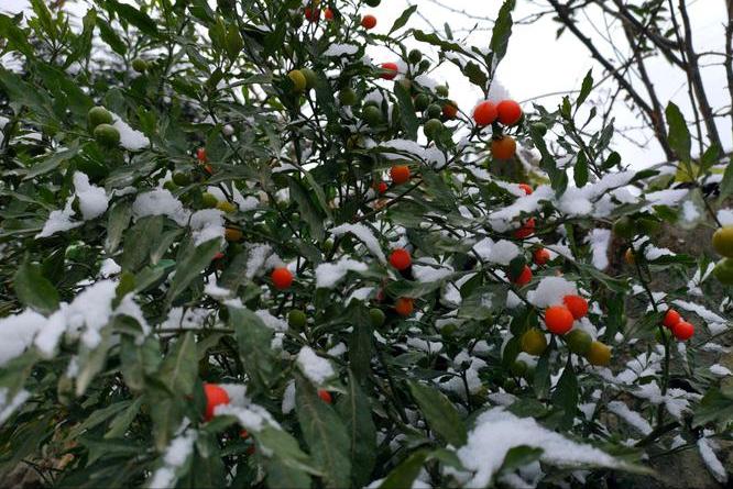 赞美春天的古诗词名句优美短句,赞美春天古诗词诵读