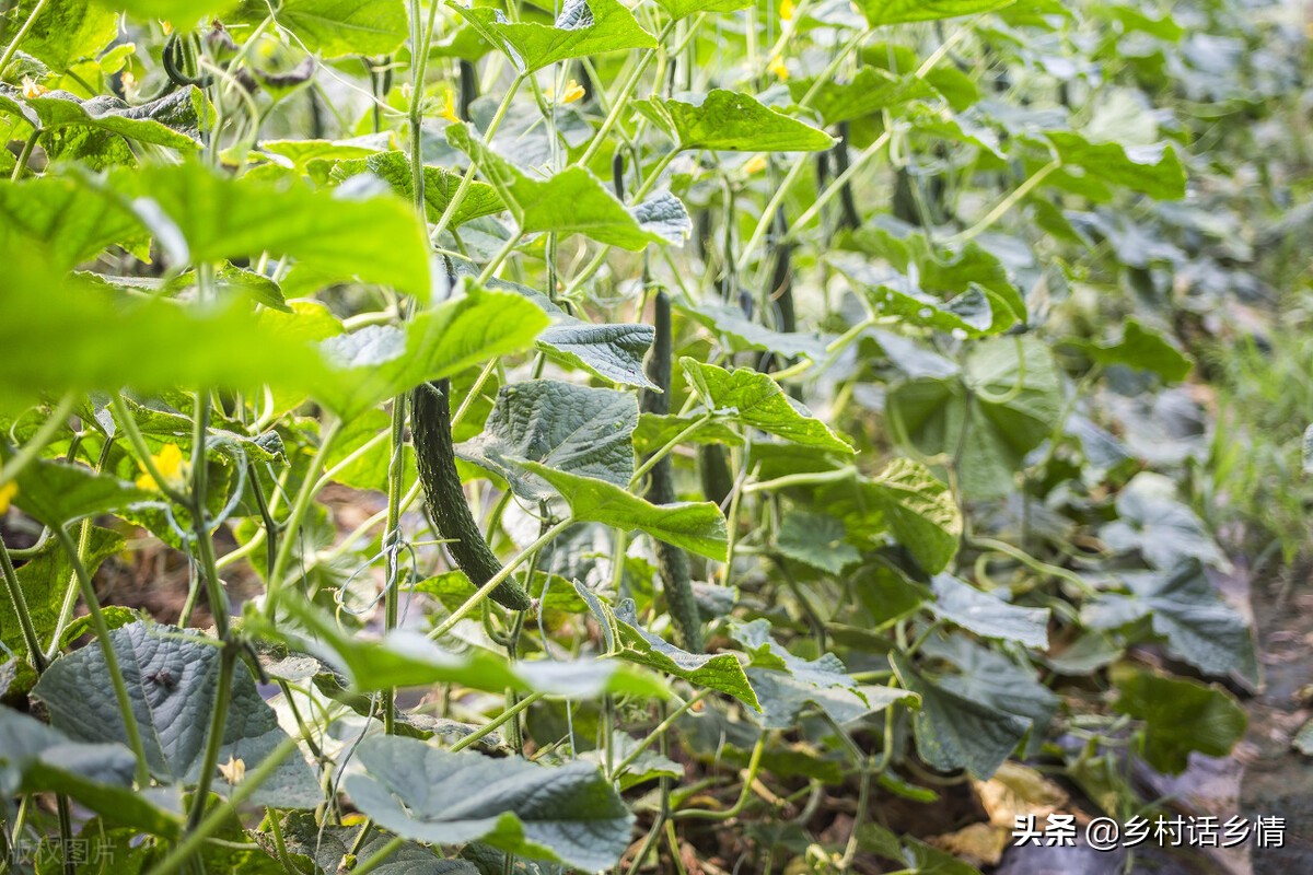 丝瓜第一次结瓜怎么留瓜,黄瓜疯长不结瓜怎样做才能结瓜