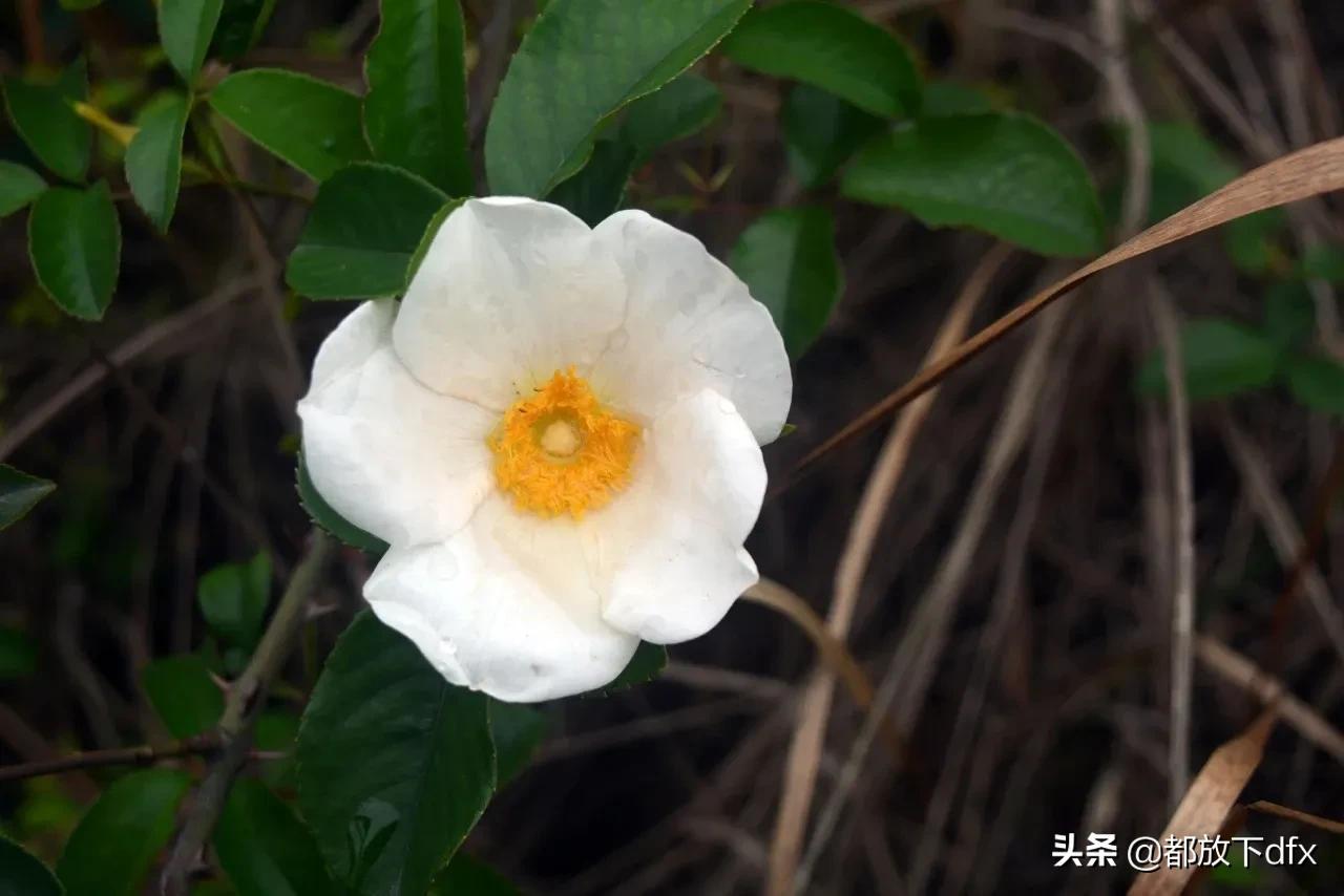 最难对的上联横批,简单的上联下联横批有哪些