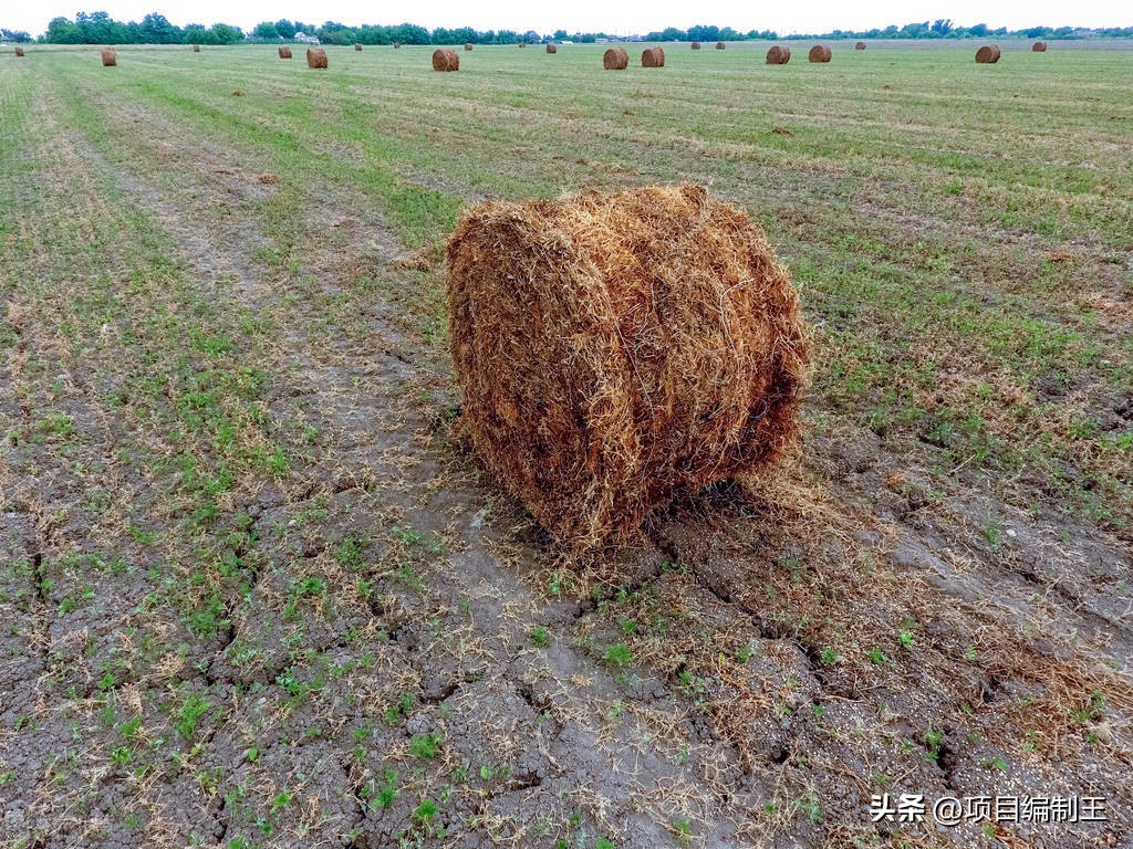 饲料投资前景怎么样,饲料加工有哪些行业