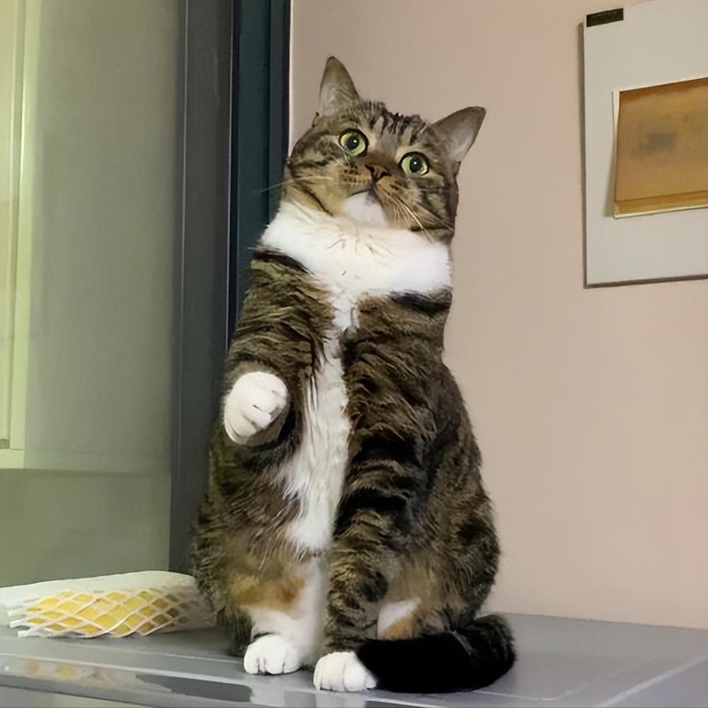 招财猫的四大特征你家猫有吗,招财猫哪个品种最有钱