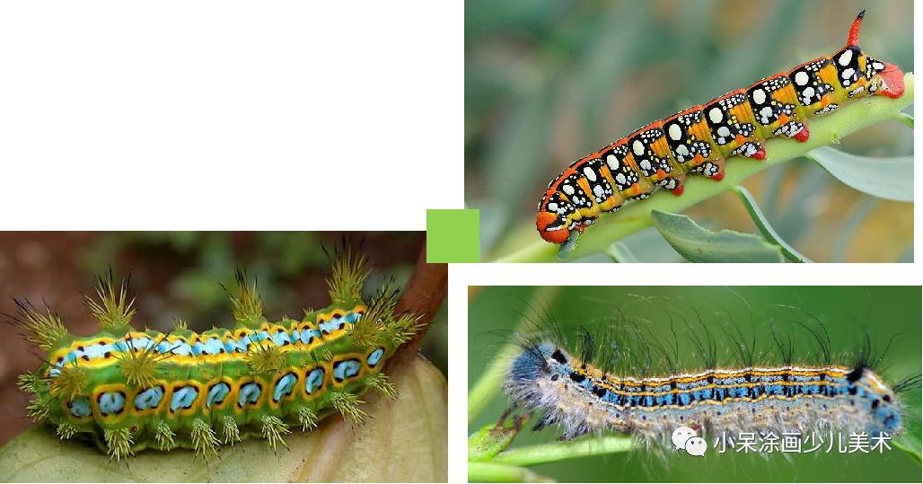 毛毛虫的故事,毛毛虫动画片全集