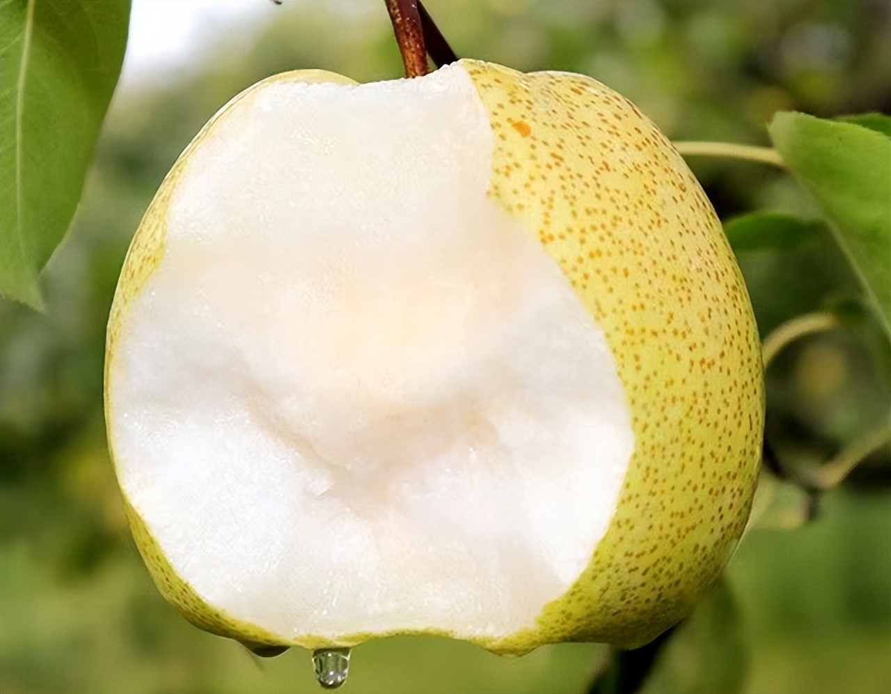 阳了嗓子疼的厉害吃什么药,阳了以后嗓子疼的厉害吃什么药