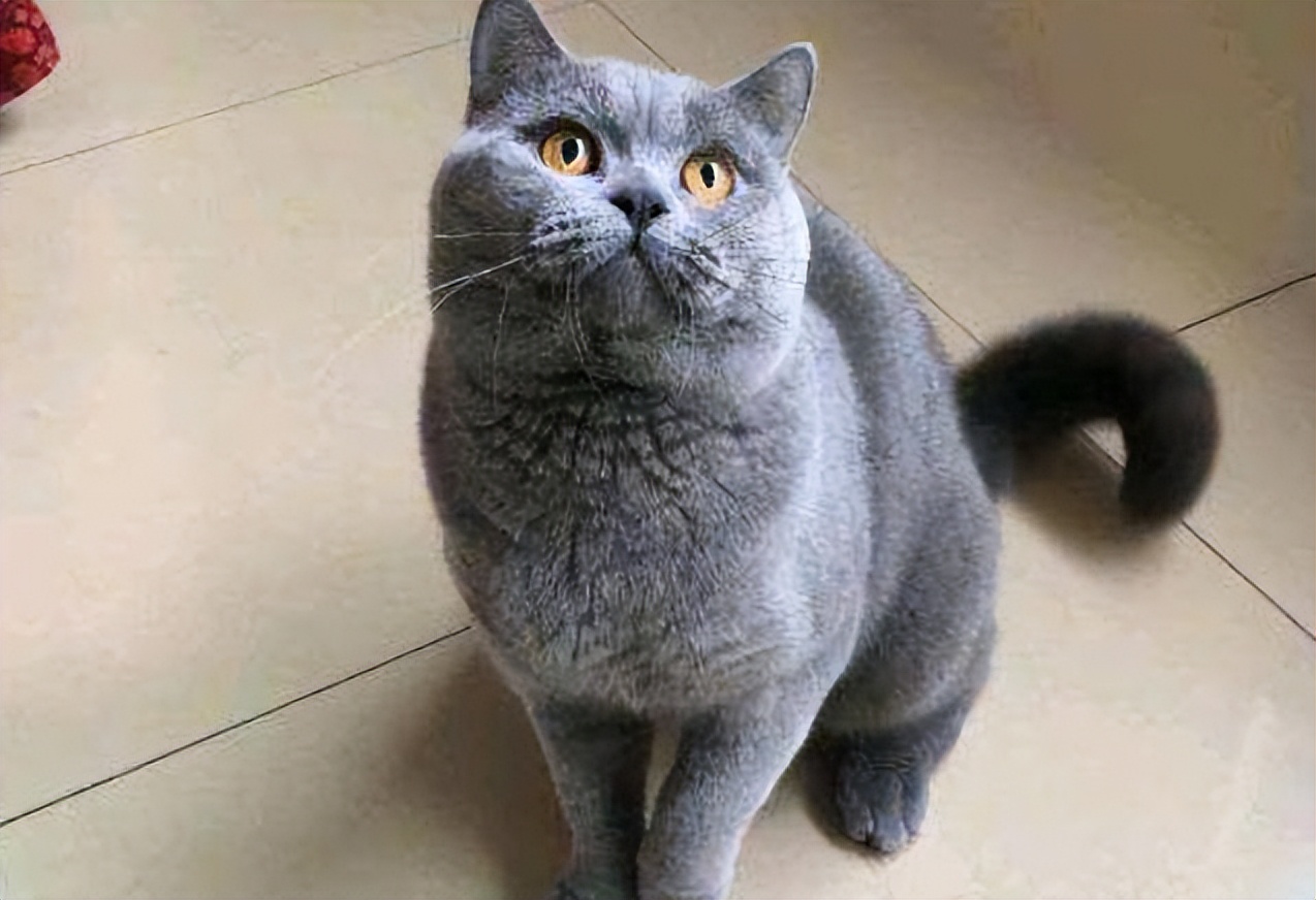 为什么说蓝猫笨,为什么蓝猫突然不值钱了