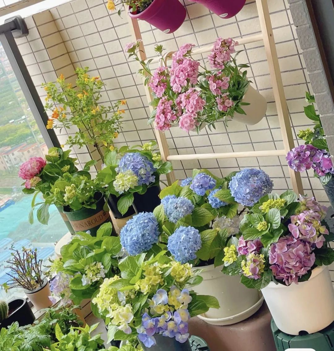 这5种花就喜欢水,5种花夏季缺水