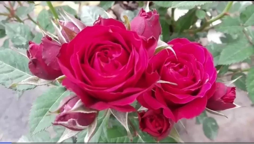 常见切花月季一览（45）