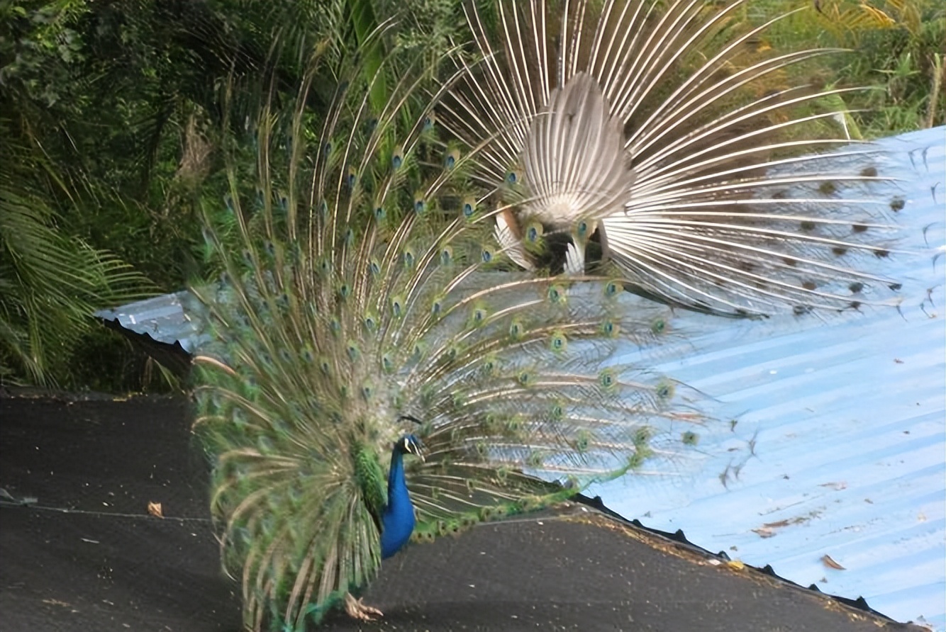 暑假去贵州旅游攻略,暑假贵州5天旅游攻略