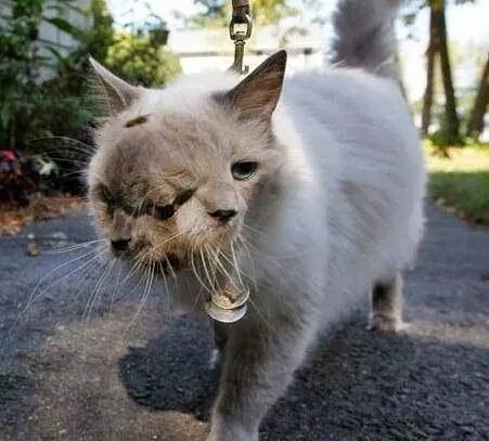 日本发现核辐射鱼,日本8336米深海现怪鱼