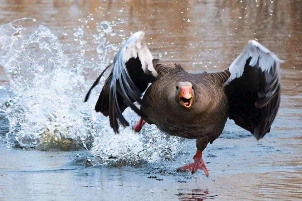 家里有蛇怎么办蛇怕什么,驱蛇防蛇用什么最好