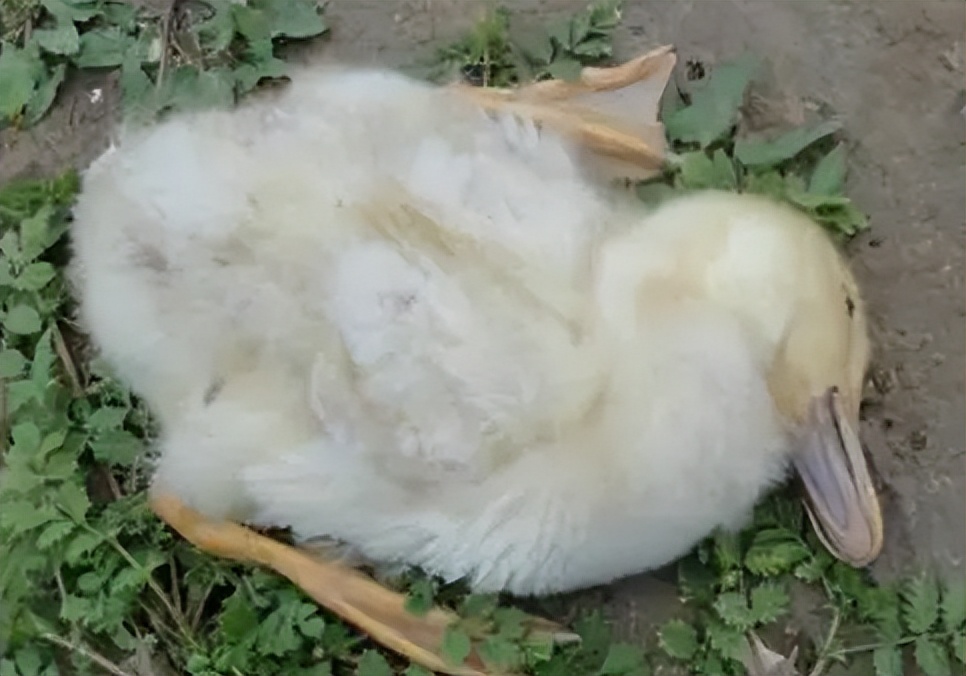 大鸭传染性浆膜炎的症状及防治,鸭得了浆膜炎温度高好还是低好