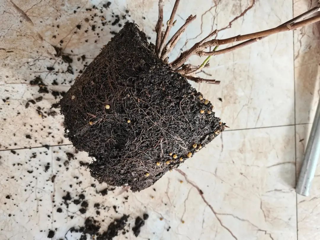 封闭阳台怎么养花技巧视频,封闭阳台养花技巧和方法