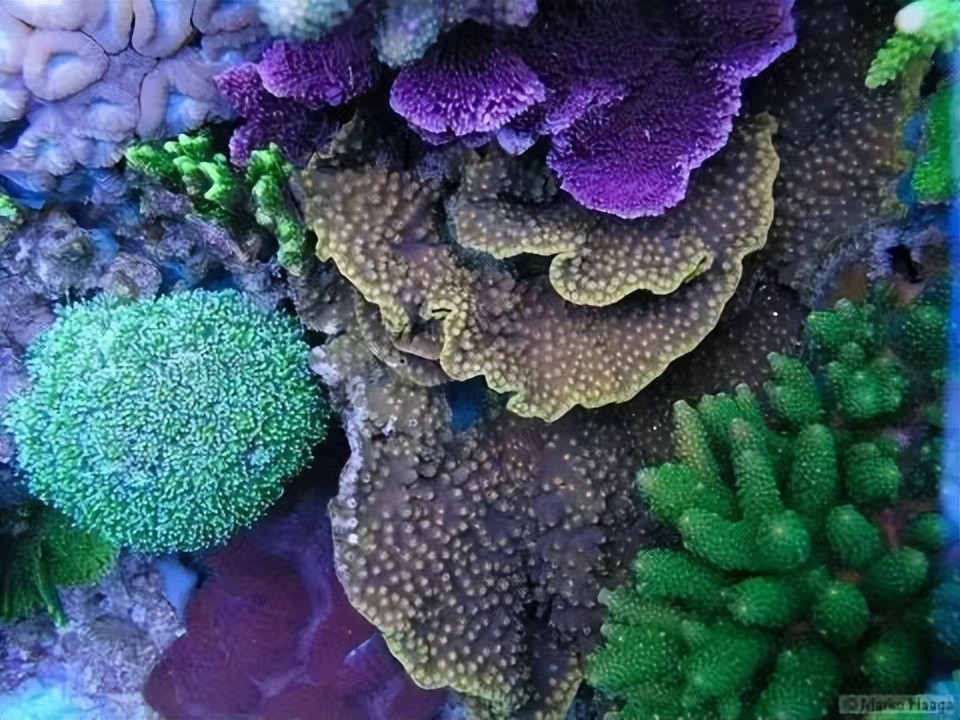 海水珊瑚缸鹦鹉螺,海水缸珊瑚视频大全