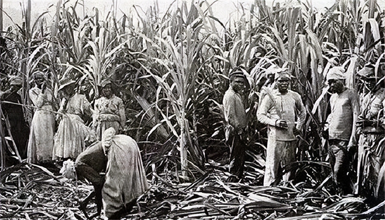 比鞭子、锁链、烙铁恐怖多了，为何轧棉机成为黑奴最痛恨的发明？