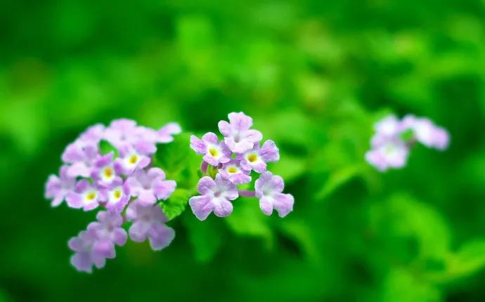 这二十幅极品花卉越看越醉,超好看又耐看的花卉图