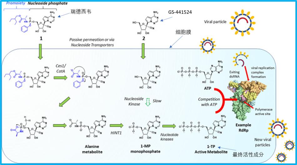 国产首款新冠口服药长什么样,国产新冠疫苗口服药上市了吗
