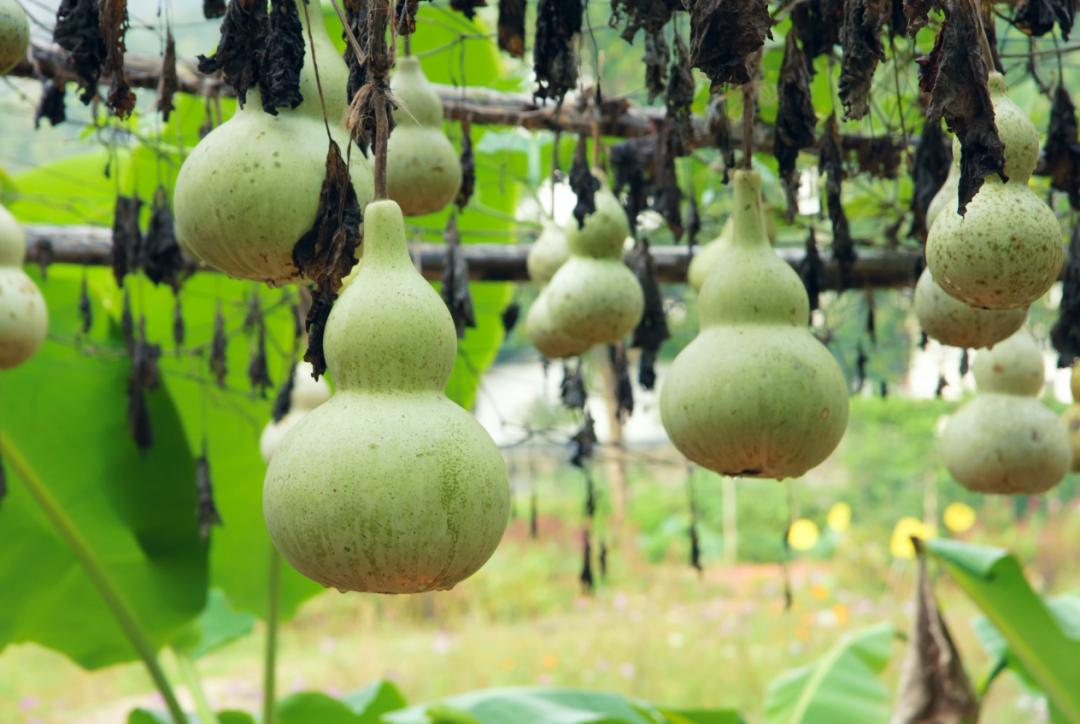 警惕！有人因为一只香瓜，食物中毒进医院