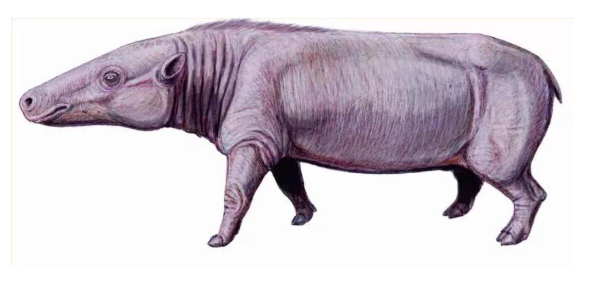 河马最怕什么凶猛的食肉动物,大型尼罗鳄与河马共存