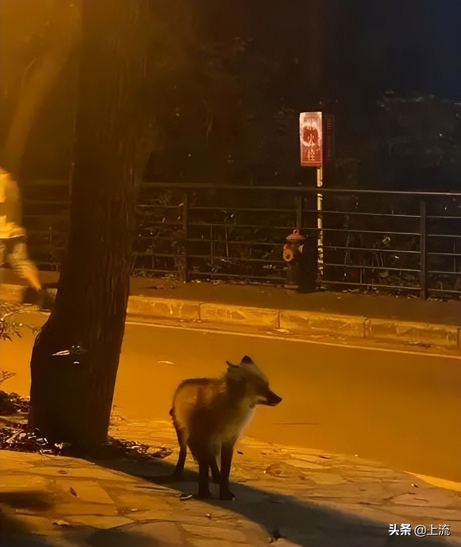 被黑天鹅打得措手不及,学校黑天鹅被学生拿