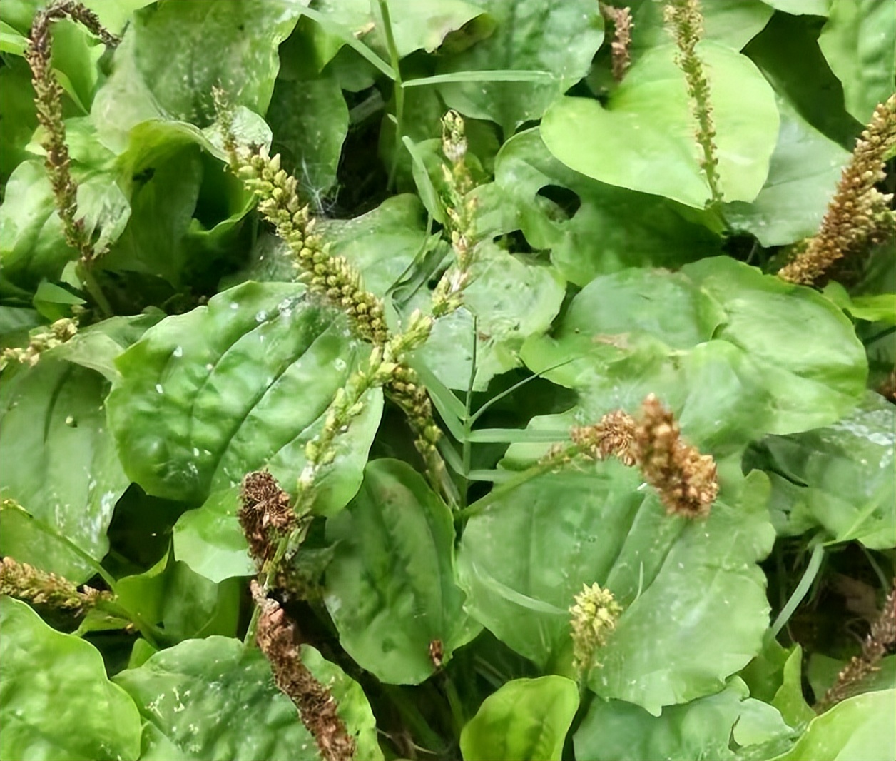 带你认识识别各种车,识别车前子