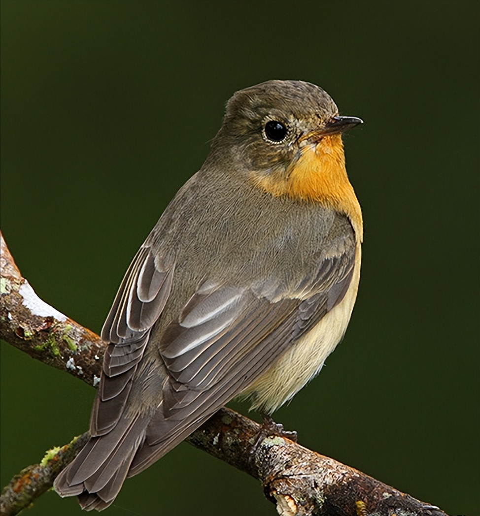 50张最佳鸟类摄影作品,鸟儿大全大图