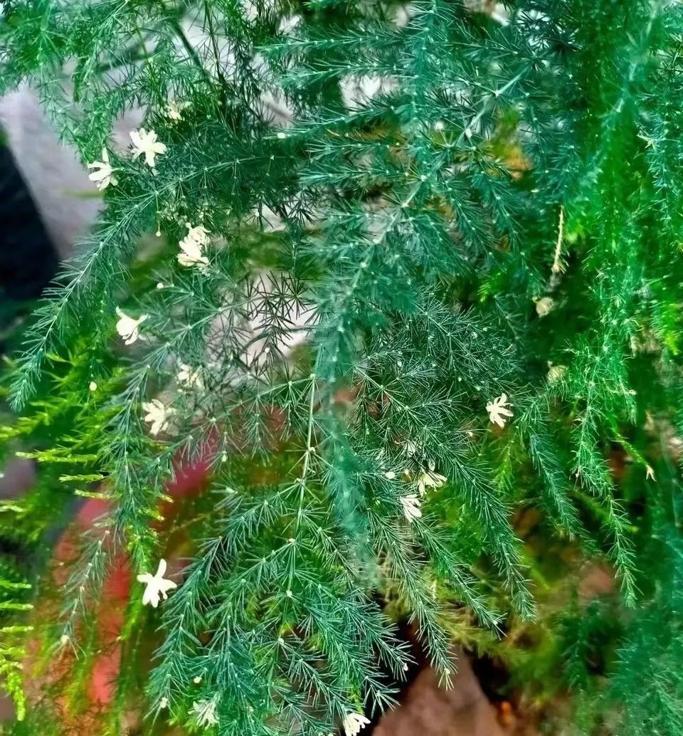 增湿除甲醛绿植,除甲醛好养的绿植有哪些