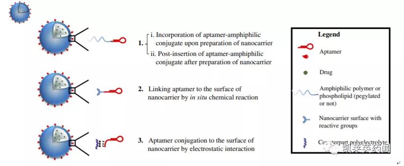 新药巡礼:核酸“抗体”曙光已现,NOX-A12发力肿瘤治疗