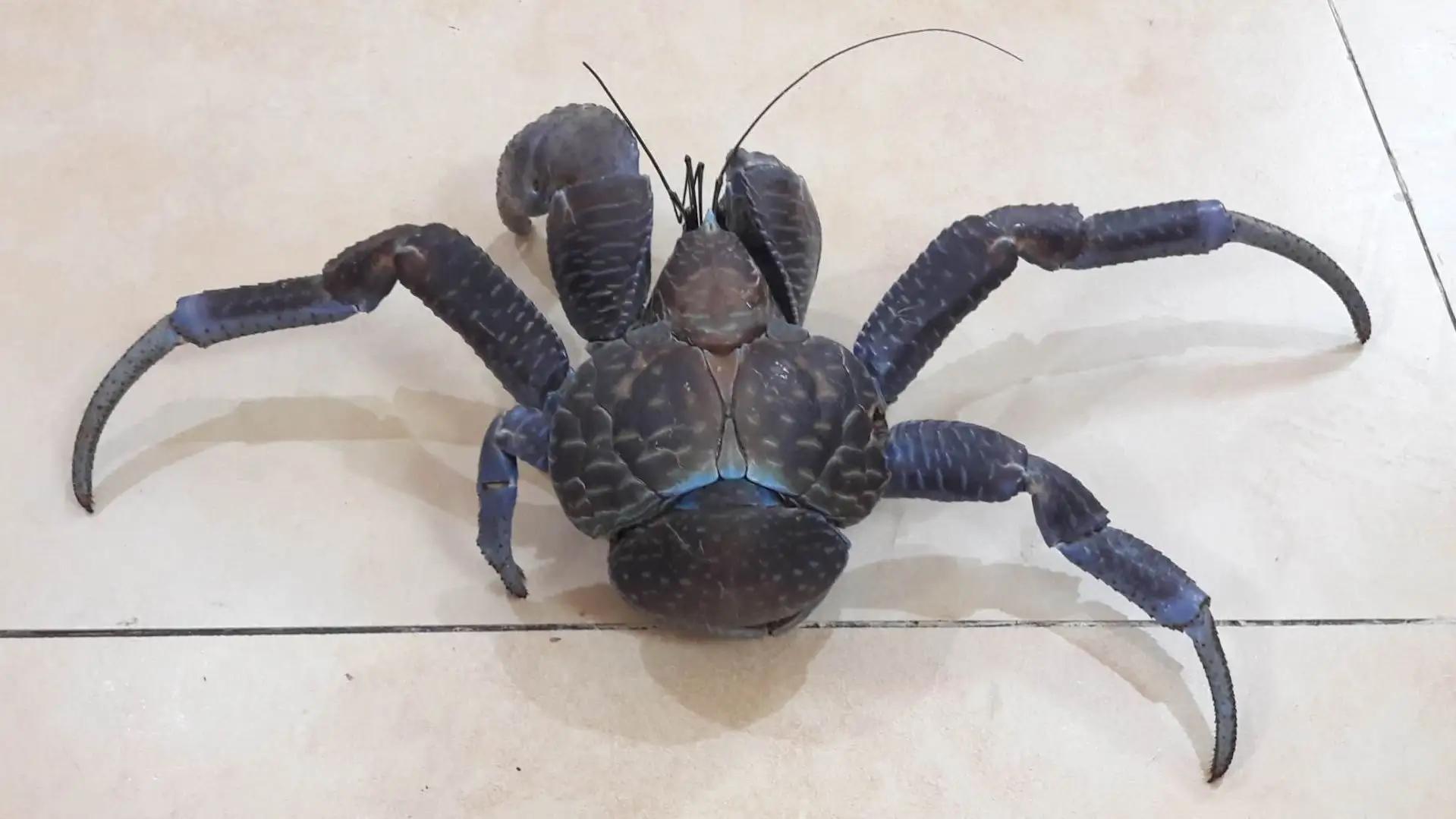 这十种螃蟹你吃过几种,比帝王蟹还要好吃的十种螃蟹