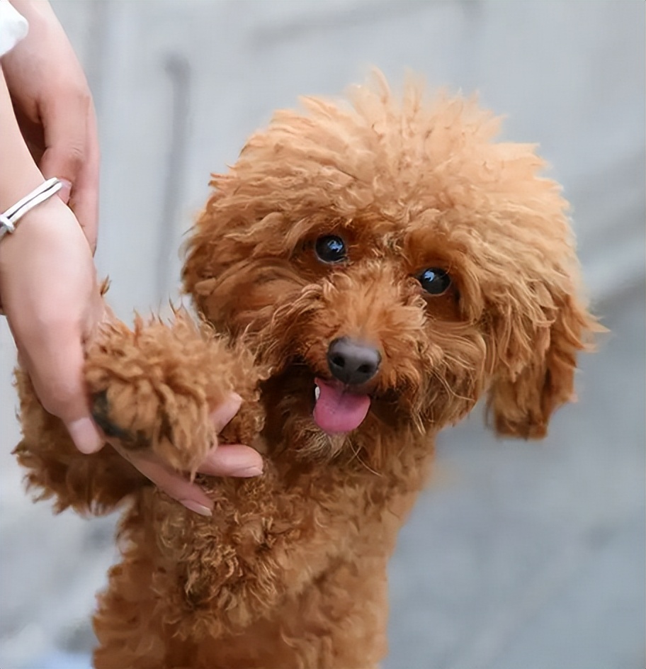 泰迪的七种缺点,黑泰迪的优点与缺点
