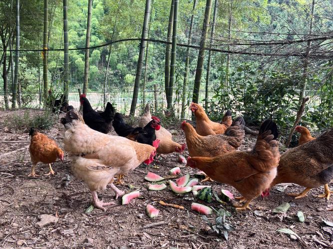 在县城如何销售土鸡蛋,卖土鸡蛋怎么做销路