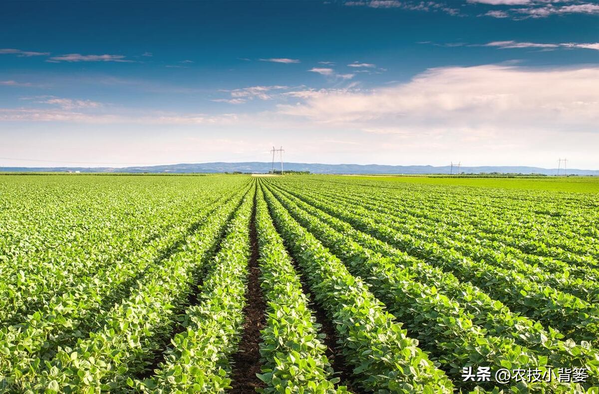 播种大豆高产期,大豆种在什么菜的田里好