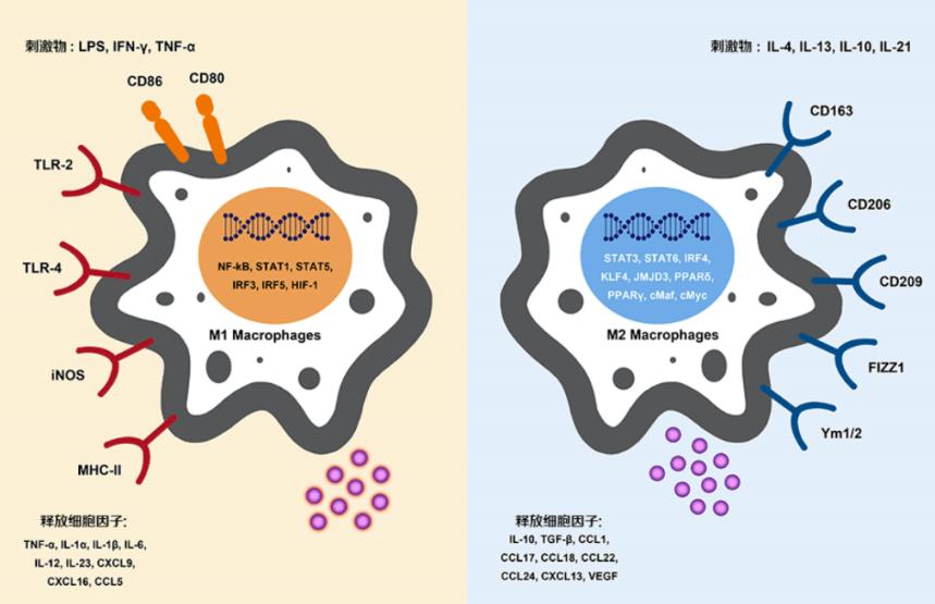 仓鼠会控制体重吗,仓鼠有免疫细胞吗