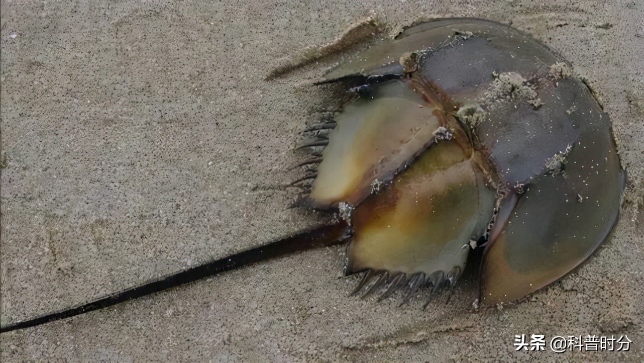 4亿岁生物被疯狂抽血,4亿多年蓝色血液引人类陷入绝境