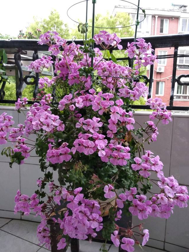 这10种花冬天最怕水越浇越死,5种花浇不死浇水越多长得越旺