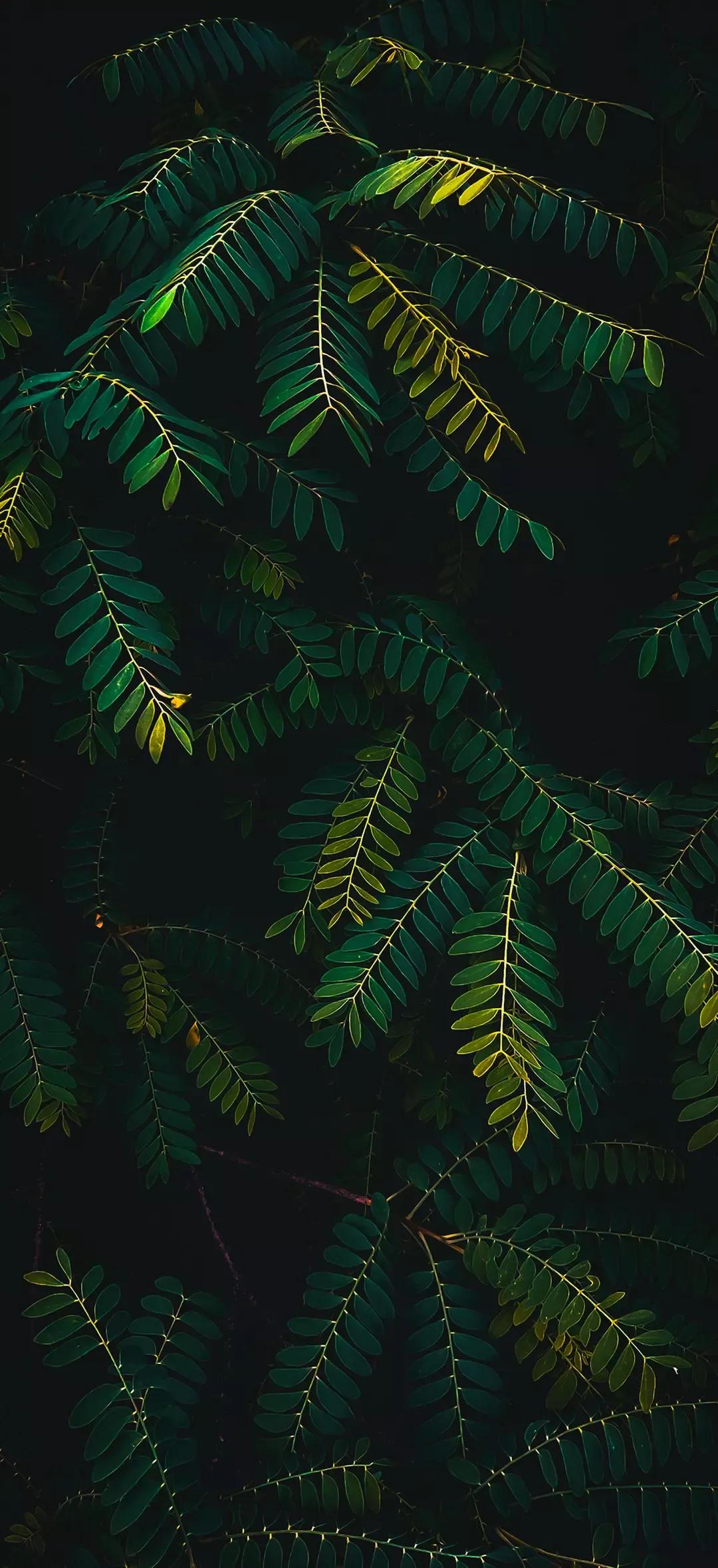 风生水起壁纸高清无水印,美女全屏无水印高清壁纸