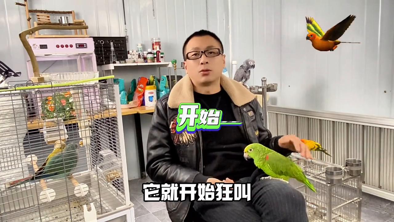 鹦鹉总是吵怎么办,鹦鹉爱吵