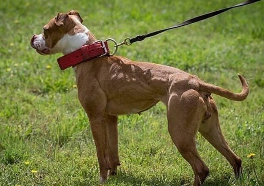 比特犬vs老虎谁厉害些,比特犬vs罗威纳哪个猛