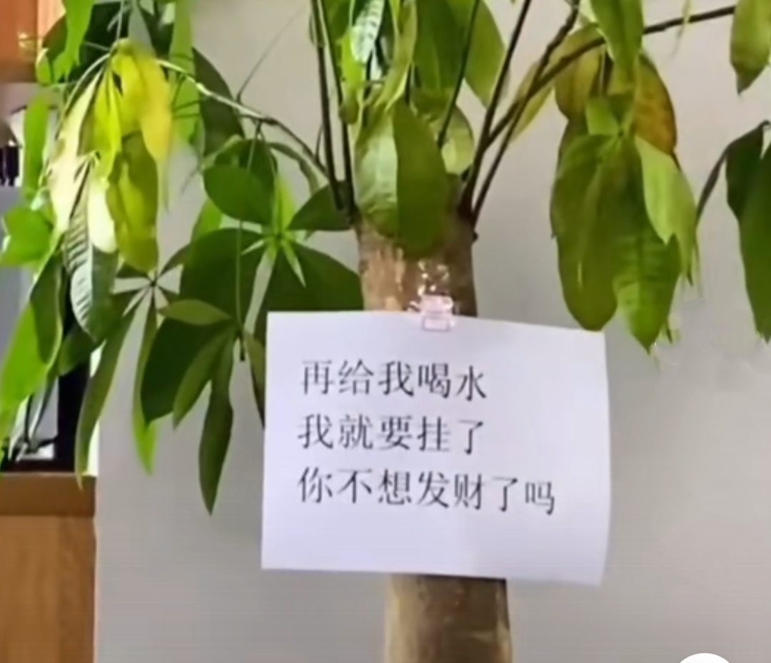 家中养三种花养人旺家,养人旺家聚福气的花