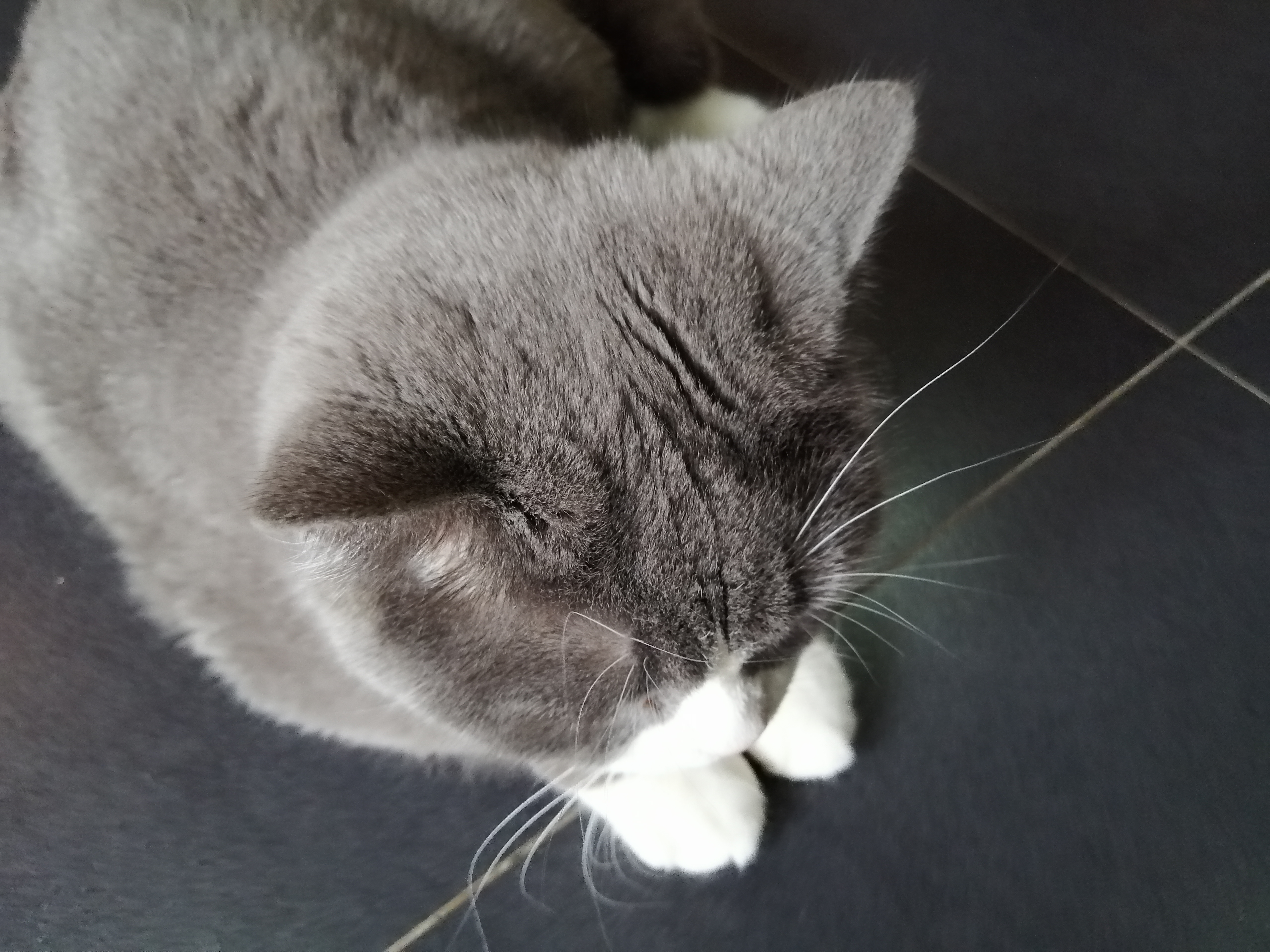 猫咪吃了老鼠以后总是睡觉,猫咪在家里总是换地方睡觉