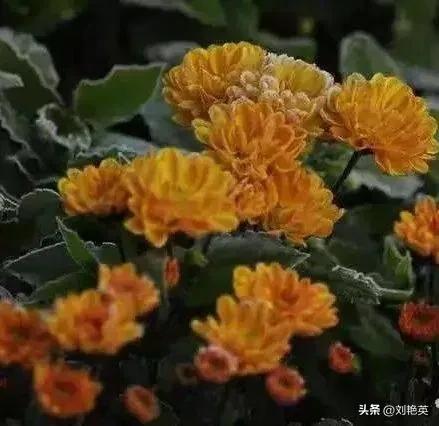 鎯呯悊鍑鸿嚜鍝噷,鎯呯悊浣曞湪