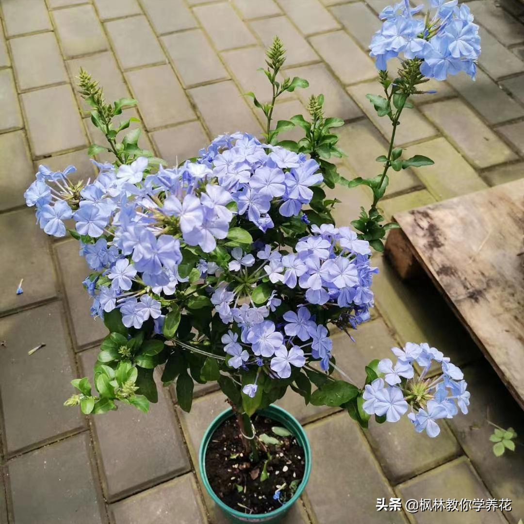 6种花夏天要遮阴养护,6种花适合新手养护轻松开爆盆